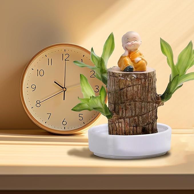 Brazilian Lucky Wood Plant (CERTIFIED ORIGINAL WITH Imported Certificate ) ( BUY 1 GET 1 FREE )⭐️⭐️⭐️⭐️ 4.9/5 Reviews