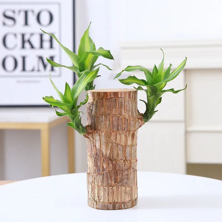 Brazilian Lucky Wood Plant (CERTIFIED ORIGINAL WITH Imported Certificate ) ( BUY 1 GET 1 FREE )⭐️⭐️⭐️⭐️ 4.9/5 Reviews