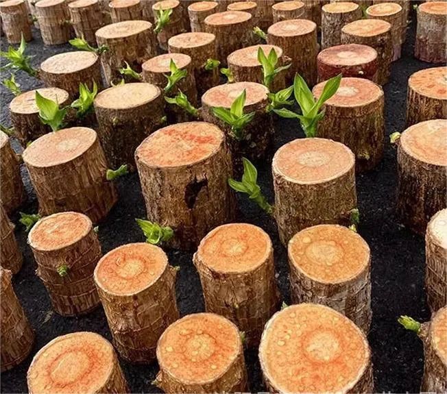 Brazilian Lucky Wood Plant (CERTIFIED ORIGINAL WITH Imported Certificate ) ( BUY 1 GET 1 FREE )⭐️⭐️⭐️⭐️ 4.9/5 Reviews