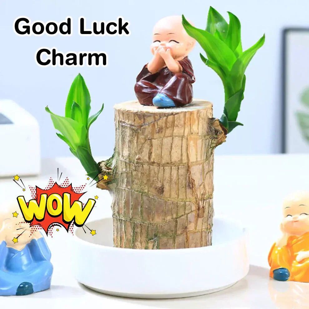 Brazilian Lucky Wood Plant (CERTIFIED ORIGINAL WITH Imported Certificate ) ( BUY 1 GET 1 FREE )⭐️⭐️⭐️⭐️ 4.9/5 Reviews