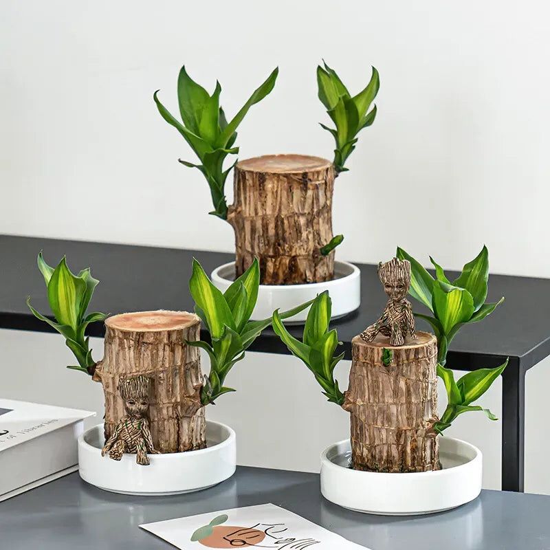 Brazilian Lucky Wood Plant (CERTIFIED ORIGINAL WITH Imported Certificate ) ( BUY 1 GET 1 FREE )⭐️⭐️⭐️⭐️ 4.9/5 Reviews