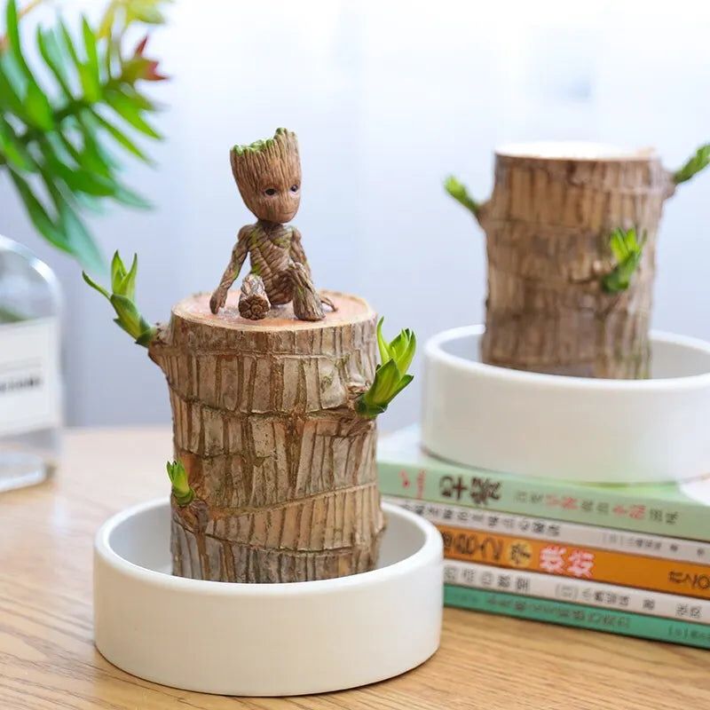 Brazilian Lucky Wood Plant (CERTIFIED ORIGINAL WITH Imported Certificate ) ( BUY 1 GET 1 FREE )⭐️⭐️⭐️⭐️ 4.9/5 Reviews