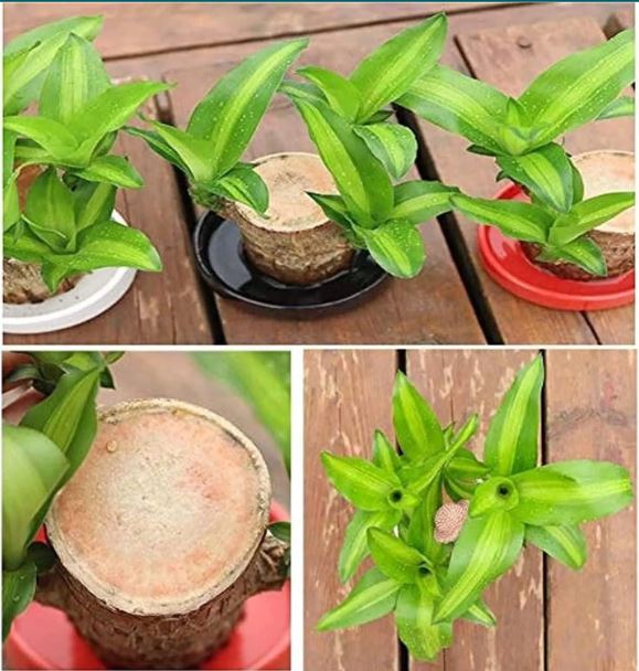 Brazilian Lucky Wood Plant (CERTIFIED ORIGINAL WITH Imported Certificate ) ( BUY 1 GET 1 FREE )⭐️⭐️⭐️⭐️ 4.9/5 Reviews