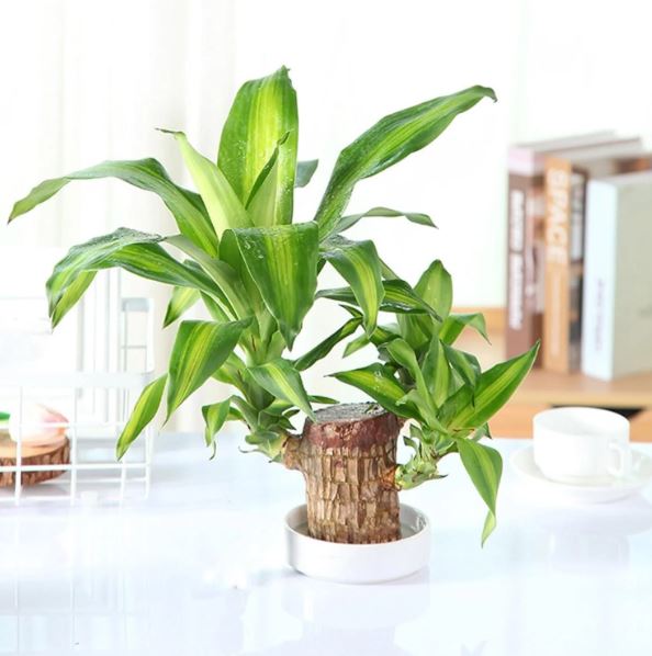 Brazilian Lucky Wood Plant (CERTIFIED ORIGINAL WITH Imported Certificate ) ( BUY 1 GET 1 FREE )⭐️⭐️⭐️⭐️ 4.9/5 Reviews