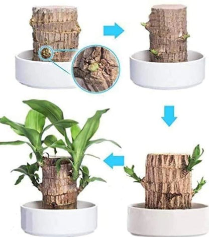 Brazilian Lucky Wood Plant (CERTIFIED ORIGINAL WITH Imported Certificate  ) ( BUY 1 GET 1 FREE )⭐️⭐️⭐️⭐️ 4.9/5 Reviews